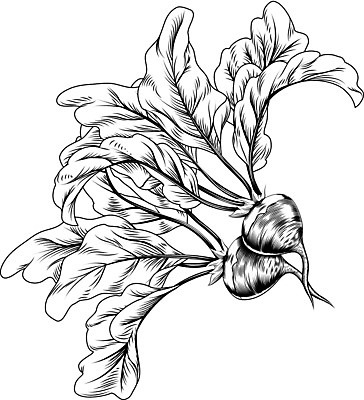 EPS 해외이미지 클립아트 선 음식 조각 백그라운드 농업 채소 과일 일러스트 흑백 건강 미술 목재 정원 검은색 축제 블록 샐러드 수확 흰색 신선 시장 인쇄 자르기 그림 유기농 복고 클립 윤곽 판화 목각 고립 목판화 비트 총각무 해외202004 해외일러스트 나무 웰빙 산업 컬러 재료 모션 문화예술 촬영기법 무 파일형식 벡터 이미지허브