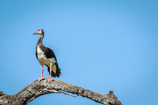 포토 JPG 해외이미지 동물 야생동물 여행 날개 아프리카 자연 조류 오리 사람없음 야외 빨간색 황무지 사파리 깃털 거위 케냐 물새 철새 남쪽 계산서 내추럴 나미비아 동물상 보츠와나 우간다 탄자니아 해외202004 해외포토 나라 컬러 조형물 방향 생태계 남아프리카 파일형식 이미지허브