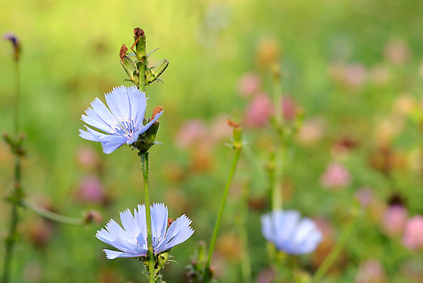 포토 JPG 해외이미지 식물 계절 꽃 커피 음료 줄기 백그라운드 꽃무늬 밭 자연 잔디 사람없음 초록색 여름 파란색 머리 환경 활발 들꽃 벚꽃 신선 잡초 개화 6월 허브 문학 8월 밭일 정교 치커리 해외202004 해외포토 컬러 컨셉 무늬 농업 채소 신체부위 날짜 생태계 파일형식 이미지허브