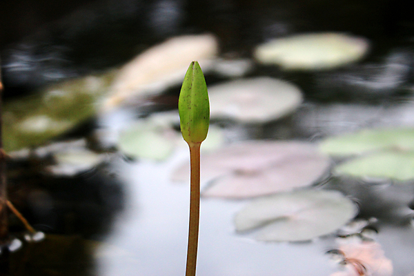 포토 JPG 해외이미지 주간 식물 꽃잎 꽃 아시아 호수 선 백그라운드 잎 자연 표면 휴식 연꽃 동양인 풍경 사람없음 야외 빨간색 초록색 물 컬러풀 노란색 평화 정원 침묵 벚꽃 연못 보트 백합 명상 싱글 내추럴 이국적 해외202004 해외포토 자연요소 나라 컬러 컨셉 배_교통 인종 소리 생태계 파일형식 이미지허브