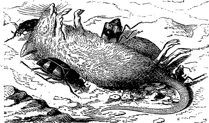 EPS 해외이미지 동물 야생동물 곤충 일러스트 자연 종류 미술 사람없음 검은색 골동품 흰색 벌레 쥐 설치류 딱정벌레 그림 생물학 꼬리 판화 내추럴 시체 옛날 해외202004 해외일러스트 교육 컬러 문화예술 생태계 파일형식 벡터 이미지허브