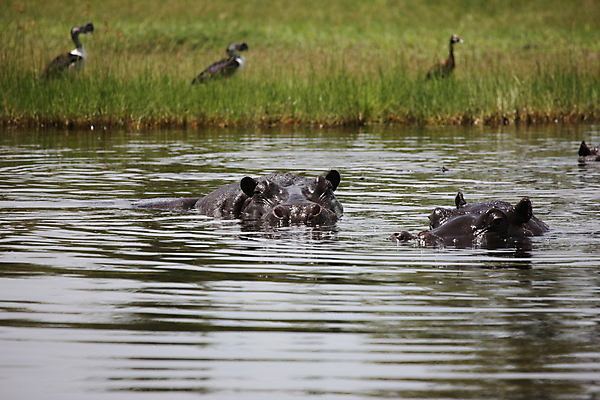 포토 JPG 해외이미지 나무 동물 야생동물 포유류 아프리카 자연 사람없음 물 회색 그룹 큼 열대우림 사파리 하마 해외202004 해외포토 자연요소 식물 나라 컬러 숲 크기 생태계 파일형식 이미지허브