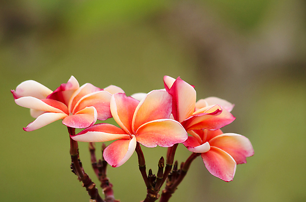 포토 JPG 해외이미지 식물 꽃잎 꽃 분홍색 잎 꽃무늬 자연 사람없음 초록색 컬러풀 봄 벚꽃 흰색 내추럴 해외202004 해외포토 계절 컬러 무늬 생태계 파일형식 이미지허브