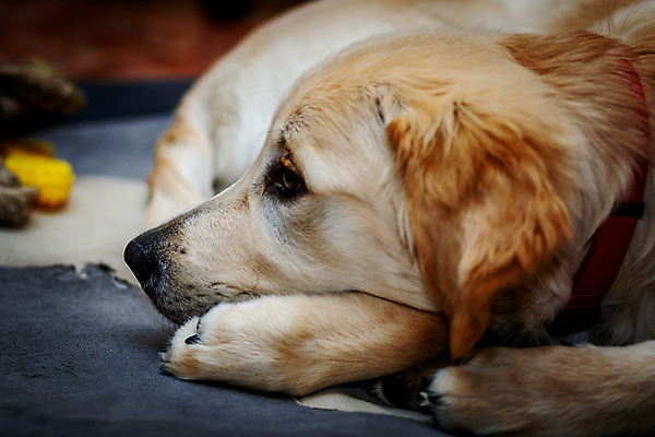 포토 JPG 해외이미지 동물 포즈 장난 포유류 털 사람없음 반려동물 황금 개 리트리버 강아지 모피 만족 코 사냥개 귀 주둥이 송곳니 기르기 동반자 복종 유래 지능 해외202004 해외포토 감정 신체부위 치아 돌봄 파일형식 이미지허브