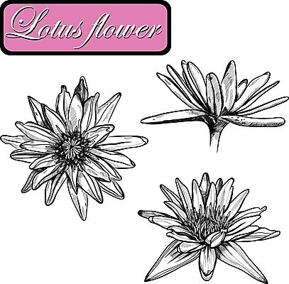 EPS 해외이미지 식물 템플릿 디자인 꽃 백그라운드 잎 꽃무늬 일러스트 자연 씨앗 이벤트 그래픽 장식 세트 컬러풀 갈색 정원 검은색 벚꽃 소용돌이 인사 신용카드 맛 수집 그림 초대 손그림 판화 스타일 해외202004 해외일러스트 컬러 컨셉 무늬 미술 금융 회오리 예절 생태계 파일형식 벡터 이미지허브