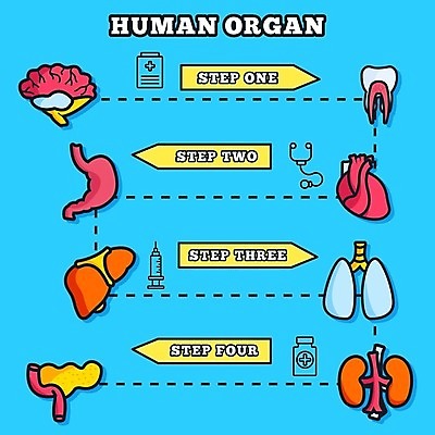 EPS 해외이미지 과학 신체 일러스트 해부 건강 사람없음 내부 빨간색 의사 하트 신장 호흡기관 치아 심볼 뇌 그림 생물학 순환 간 시스템 동맥 정맥 방광 췌장 돌봄 엘리먼트 지라 해외202004 해외일러스트 모양 교육 컬러 의학 모션 의료진 소화기관 장기_의학 비뇨기관 혈관 파일형식 벡터 이미지허브