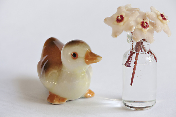 포토 JPG 해외이미지 식물 꽃잎 꽃 분홍색 조류 오리 발렌타인데이 선물 사람없음 장난감 봄 피규어 장식볼 벚꽃 투명 개화 우아함 순수 심플 부드러움 꿀 백자 이국적 정물화 파스텔톤 해외202004 해외포토 동물 계절 컬러 컨셉 데이이벤트 장식 미니어처 도자기 감각 그림 파일형식 이미지허브