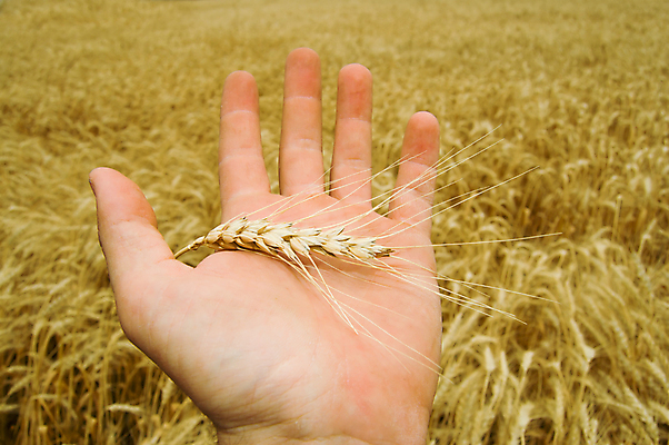 포토 JPG 해외이미지 식물 직업 손 백그라운드 컨셉 겨울 밭 손가락 자연 건조 건강 사랑 씨앗 사람 노란색 성장 시골 재산 황금 농부 밀 먹기 사인 유기농 보리 7월 우크라이나 귀리 해외202004 해외포토 웰빙 계절 감정 유럽 컬러 농업 모션 곡류 신체부위 금융 날짜 생태계 파일형식 이미지허브