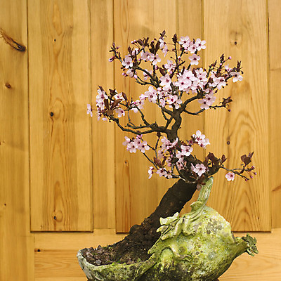 포토 JPG 해외이미지 나무 식물 전통 꽃 아시아 화초 선 백그라운드 컨셉 잎 자연 미술 동양인 취미 사람없음 초록색 정원 일본 중국 화목 미니어처 골동품 나뭇가지 개화 냄비 작음 심볼 원예 자두 분재 심기 옛날 인내 카피스페이스 세련 해외202004 해외포토 나라 컬러 과일 모션 문화예술 인종 모형 공백 솥 크기 생태계 파일형식 이미지허브