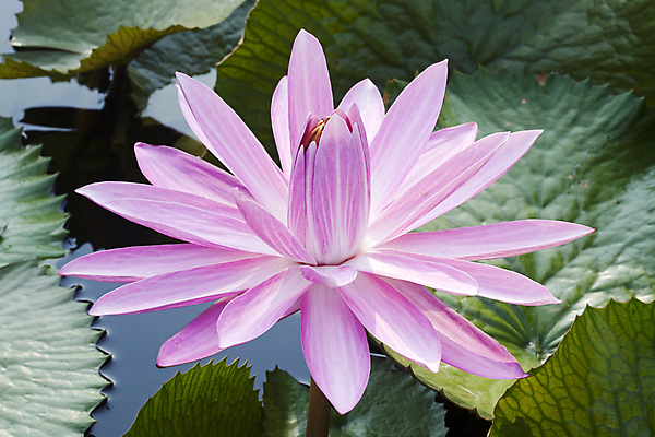 포토 JPG 해외이미지 꽃 아시아 호수 선 분홍색 잎 태국 자연 연꽃 동양인 풍경 사람없음 초록색 물 여름 정원 침묵 벚꽃 연못 신선 묘사 해외202004 해외포토 자연요소 식물 계절 나라 컬러 인종 소리 생태계 파일형식 이미지허브