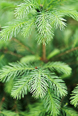 포토 JPG 해외이미지 나무 자연 사람없음 목재 초록색 나뭇가지 소나무 전나무 내추럴 해외202004 해외포토 식물 컬러 재료 생태계 파일형식 이미지허브