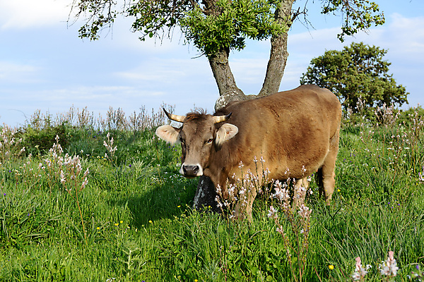포토 JPG 해외이미지 나무 동물 구름 유럽 여행 밭 농업 포유류 자연 하늘 뿔 풍경 사람없음 야외 목재 초록색 여름 파란색 태양 농장 농경지 갈색 봄 목장 우유 가을 시골 소 땅 네덜란드 알프스 장면 내추럴 밭일 그리너리 목가 해외202004 해외포토 자연요소 식물 계절 나라 산업 컬러 재료 유제품 생태계 파일형식 트랜드컬러 이미지허브