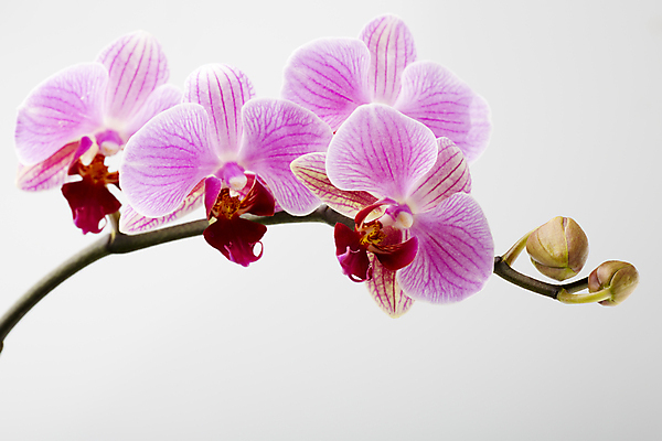 포토 JPG 해외이미지 식물 꽃잎 꽃 줄기 분홍색 백그라운드 자연 사람없음 스파 침묵 봄 난초 오브젝트 장면 해외202004 해외포토 계절 컬러 소리 생태계 파일형식 이미지허브