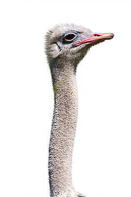 포토 JPG 해외이미지 동물 자연 조류 동물원 사람없음 머리 흰색 깃털 그림 부리 러시아 목 타조 고립 동물상 바보 해외202004 해외포토 유럽 컬러 신체부위 조형물 생태계 파일형식 이미지허브