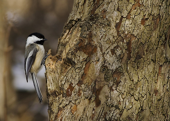 포토 JPG 해외이미지 공원 야생동물 자연 조류 사람없음 야외 숲 해외202004 해외포토 동물 공공시설 생태계 파일형식 이미지허브