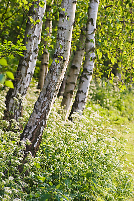 포토 JPG 해외이미지 식물 계절 꽃잎 꽃 백그라운드 잎 자연 파슬리 사람없음 초록색 단어 빛 컬러풀 태양 정원 봄 벚꽃 흰색 나뭇가지 신선 개화 소 저녁 5월 묘사 만족 베일 내추럴 월 해외202004 해외포토 자연요소 나무 문자 감정 컬러 채소 포유류 날짜 야간 생태계 파일형식 이미지허브