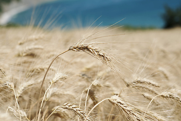 포토 JPG 해외이미지 계절 줄기 백그라운드 밭 옥수수 씨앗 풍경 사람없음 여름 노란색 이탈리아 수확 시골 낟알 시리얼 밀 질감 보리 귀 밀가루 스파이크 숙성 호밀 공급 해외202004 해외포토 식물 유럽 음식 컬러 농업 곡류 신체부위 가루 파일형식 이미지허브
