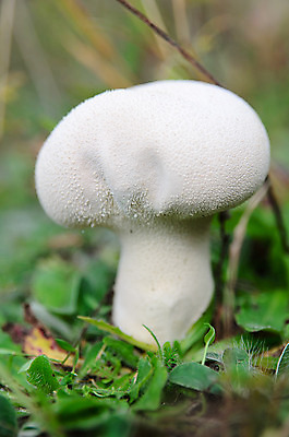 포토 JPG 해외이미지 자연 사람없음 버섯 해외202004 해외포토 생태계 파일형식 이미지허브