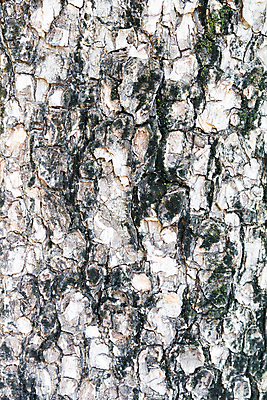 포토 JPG 해외이미지 디자인 백그라운드 패턴 자연 사람없음 목재 장식 갈색 질감 수목 옛날 해외202004 해외포토 나무 컬러 무늬 재료 생태계 파일형식 이미지허브