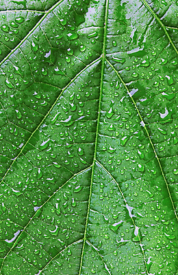 포토 JPG 해외이미지 식물 백그라운드 잎 패턴 자연 아침 날씨 추상 사람없음 초록색 물 빛 반사 환경 화목 봄 젖음 물방울 신선 떨어짐 이슬 빗방울 순수 묘사 유기농 생물학 내추럴 생태학 해외202004 해외포토 주간 자연요소 웰빙 계절 교육 컬러 컨셉 무늬 비_날씨 생태계 파일형식 이미지허브