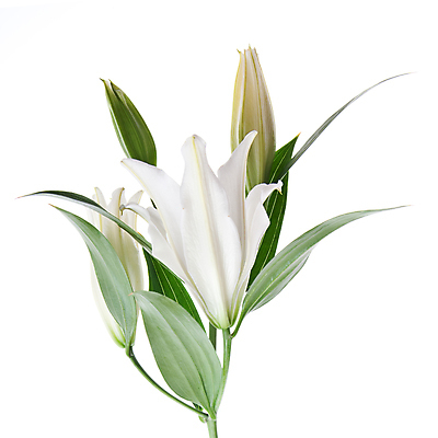 포토 JPG 해외이미지 꽃 꽃다발 결혼 백그라운드 꽃무늬 사람없음 벚꽃 흰색 신선 꽃집 고립 해외202004 해외포토 식물 컬러 무늬 이벤트 상점 파일형식 이미지허브