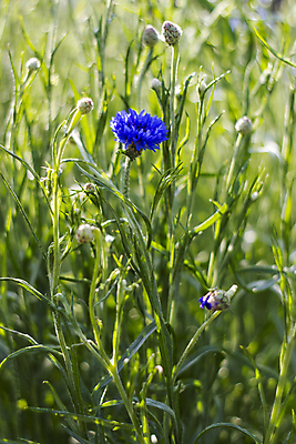 포토 JPG 해외이미지 식물 계절 꽃 꽃무늬 밭 자연 국화 사람없음 초록색 파란색 정원 활발 벚꽃 신선 닫기 허브 보케 수레국화 해외202004 해외포토 컬러 컨셉 무늬 농업 모션 생태계 파일형식 이미지허브