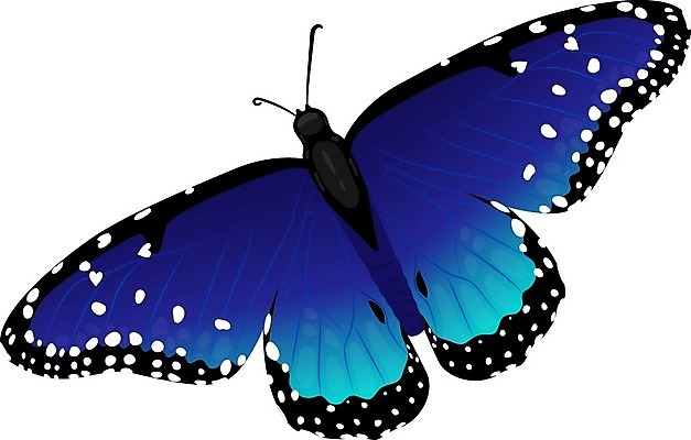 EPS 해외이미지 동물 디자인 나비 곤충 백그라운드 날개 일러스트 자연 장식 빨간색 여름 빛 봄 흰색 축하 오픈 벌레 작음 심볼 사인 싱글 생물학 무당벌레 산딸기 나방 내추럴 고립 무료 해외202004 해외일러스트 계절 교육 컬러 컨셉 과일 크기 생태계 파일형식 벡터 이미지허브