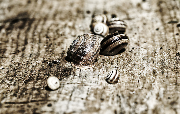 포토 JPG 해외이미지 동물 디자인 야생동물 모래 바다 백그라운드 자연 표면 휴가 조개 연체동물 나선형 사람없음 놀람 젖음 소용돌이 껍질 소라 질감 화석 내추럴 대칭 이국적 해외202004 해외포토 감정 무늬 어패류 무척추동물 표정 회오리 생태계 파일형식 이미지허브