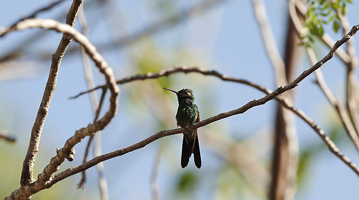 포토 JPG 해외이미지 동물 1 꽃 야생동물 날개 자연 조류 하늘 열대 사람없음 야외 초록색 파란색 컬러풀 미국 나뭇가지 관찰 작음 깃털 부리 에메랄드 쿠바 내추럴 동물상 벌새 해외202004 해외포토 나무 식물 컬러 북아메리카 모션 조형물 중앙아메리카 크기 보석 생태계 파일형식 이미지허브
