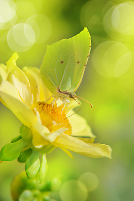 포토 JPG 해외이미지 나비 곤충 자연 아침 사람없음 세로 초록색 노란색 봄 활발 기쁨 싱글 보케 해외202004 해외포토 주간 동물 계절 감정 컬러 컨셉 생태계 파일형식 이미지허브