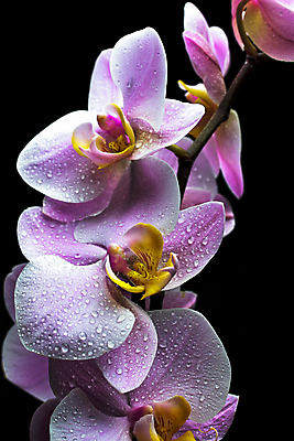 포토 JPG 해외이미지 식물 꽃잎 꽃 분홍색 꽃다발 백그라운드 잎 꽃무늬 자연 사람없음 장식 봄 벚꽃 흰색 난초 내추럴 고립 해외202004 해외포토 계절 컬러 무늬 생태계 파일형식 이미지허브