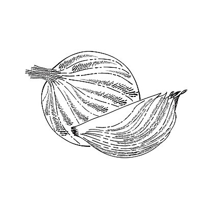 EPS 해외이미지 음식 채소 일러스트 재료 전구 자연 양파 요리 식사 가을 스케치 메뉴 유기농 날것 슬라이스 윤곽 손그림 향료 내추럴 고립 엘리먼트 채식주의자 샬롯 비건 해외202004 해외일러스트 웰빙 계절 미술 생태계 채식 향기 냄새 파일형식 벡터 이미지허브