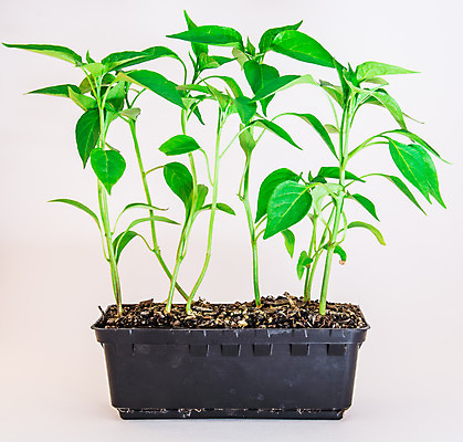 포토 JPG 해외이미지 식물 재료 고추 사람없음 초록색 흰색 발사 매움 내추럴 고립 모종 해외202004 해외포토 컬러 채소 맛 파일형식 이미지허브