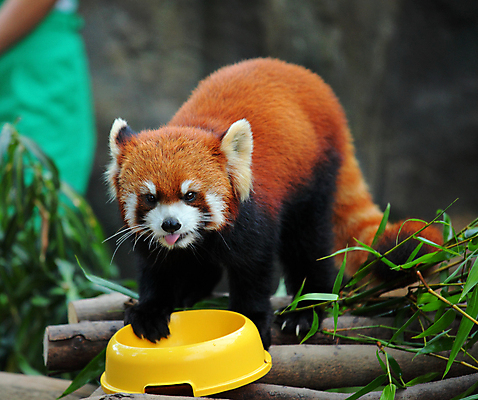 포토 JPG 해외이미지 주간 한마리 사람없음 야외 아웃포커스 귀여움 밥그릇 레서판다 해외202004 해외포토 자연요소 1 그릇 컨셉 포유류 촬영기법 파일형식 이미지허브