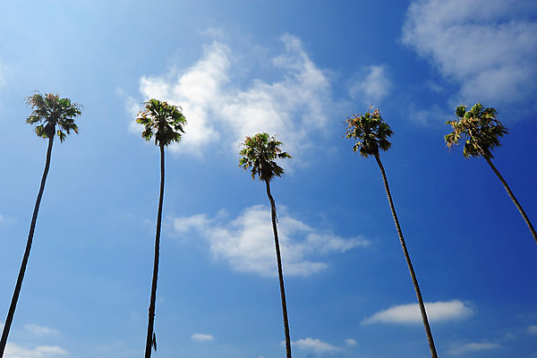 포토 JPG 해외이미지 나무 식물 구름 줄기 하늘 손바닥 사람없음 파란색 그룹 큼 해외202004 해외포토 자연요소 손 컬러 크기 파일형식 이미지허브