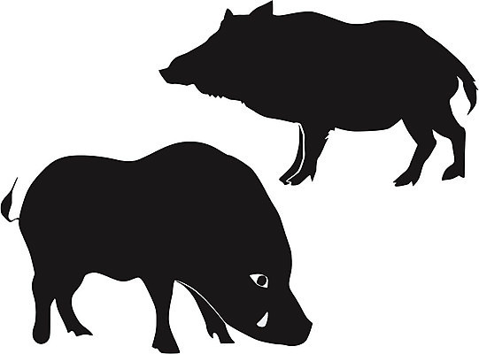EPS 해외이미지 동물 디자인 실루엣 야생동물 일러스트 자연 동물원 멧돼지 고립 해외202004 해외일러스트 포유류 촬영기법 생태계 파일형식 벡터 이미지허브