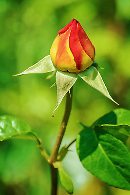 포토 JPG 해외이미지 식물 꽃잎 꽃 꽃무늬 자연 사람없음 야외 장미 환경 벚꽃 개화 생태계 해외202004 해외포토 무늬 파일형식 이미지허브