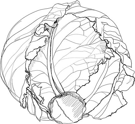 EPS 해외이미지 식물 계절 야생동물 음식 백그라운드 농업 채소 일러스트 자연 잉크 흑백 건강 그래픽 장식 펜 정원 검은색 샐러드 흰색 신선 인쇄 스케치 그림 유기농 생물학 양배추 날것 판화 옛날 채식주의자 핸드메이드 해외202004 해외일러스트 동물 웰빙 교육 산업 컬러 촬영기법 미술 필기구 생태계 채식 파일형식 벡터 이미지허브
