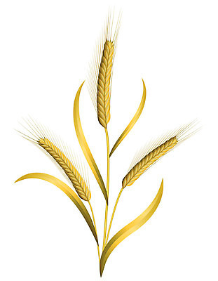 EPS 해외이미지 식물 산업 음식 빵 농업 일러스트 자연 씨앗 여름 농작물 농장 노란색 수확 흰색 시골 황금 낟알 시리얼 밀 귀 밀가루 성분 고립 해외202004 해외일러스트 계절 컬러 곡류 신체부위 가루 생태계 파일형식 벡터 이미지허브