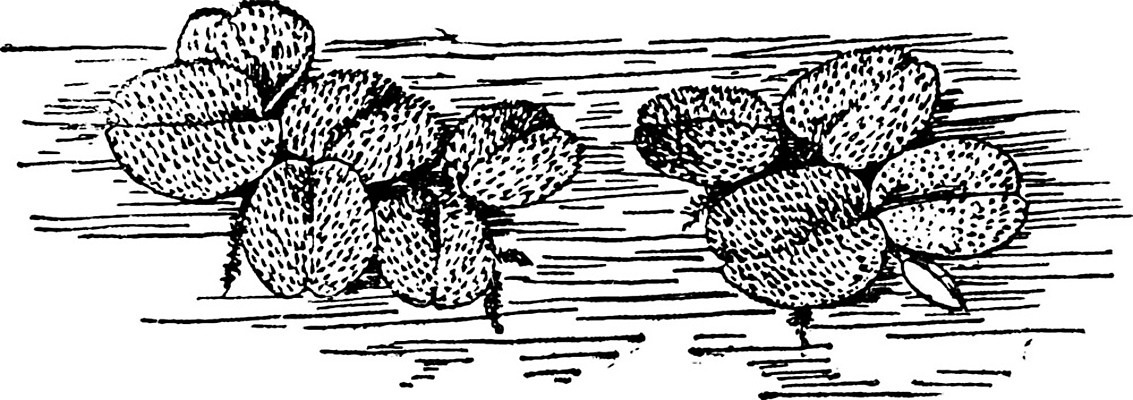 EPS 해외이미지 선 일러스트 표면 미술 사람없음 물 검은색 성장 흰색 그림 판화 양치류 해외202004 해외일러스트 자연요소 컬러 문화예술 파일형식 벡터 이미지허브