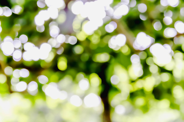 포토 JPG 해외이미지 나무 식물 디자인 백그라운드 컨셉 잎 패턴 자연 추상 사람없음 아웃포커스 초록색 파란색 빛 울타리 햇빛 노란색 환경 활발 거품 흰색 원형 소프트포커스 질감 보케 부드러움 분재 내추럴 블러 효과 해외202004 해외포토 도형 컬러 무늬 촬영기법 담장 태양 감각 생태계 파일형식 이미지허브