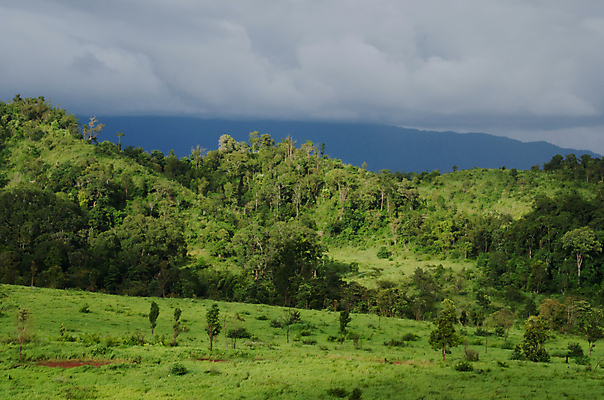 포토 JPG 해외이미지 나무 식물 아시아 도로 야생동물 여행 백그라운드 낙엽 잎 꽃무늬 태국 자연 벽지 아침 산 풍경 사람없음 야외 초록색 여름 태양 환경 침묵 트래킹 안개 성장 시골 소나무 숲 뿌리 장면 지역 굴곡 방법 파라다이스 해외202004 해외포토 주간 자연요소 동물 계절 꽃 나라 길 컬러 무늬 교통시설 레저 날씨 소리 생태계 파일형식 이미지허브