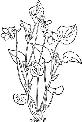 EPS 해외이미지 꽃잎 꽃 선 일러스트 미술 사람없음 검은색 흰색 허브 그림 판화 비올라 해외202004 해외일러스트 식물 컬러 문화예술 파일형식 벡터 찰현악기 이미지허브