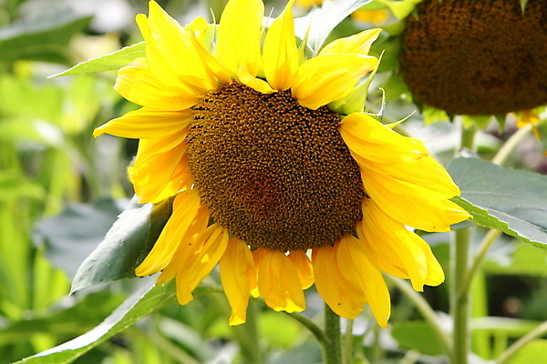 포토 JPG 해외이미지 식물 꽃잎 꽃 자연 해바라기 씨앗 사람없음 컬러풀 노란색 정원 꽃가루 해외202004 해외포토 컬러 가루 생태계 파일형식 이미지허브