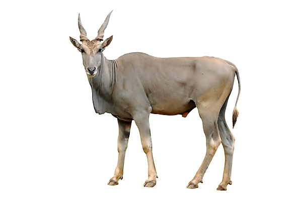 포토 JPG 해외이미지 동물 야생동물 아프리카 자연 뿔 동물원 사람없음 우아함 큼 귀 영양 고립 귀족 해외202004 해외포토 나라 컨셉 신체부위 크기 생태계 파일형식 이미지허브