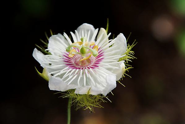 포토 JPG 해외이미지 식물 꽃잎 꽃 잎 과일 사람없음 초록색 정원 보라색 벚꽃 흰색 물방울 떨어짐 약초 덩굴 허브 열정 포도나무 트레일러 꽃수술 온실 이국적 해외202004 해외포토 감정 컬러 컨셉 풀_식물 과일나무 파일형식 이미지허브