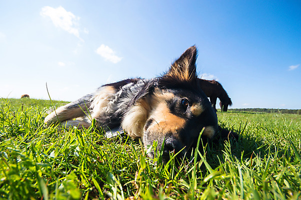 포토 JPG 해외이미지 동물 응시 감정 새끼 포즈 백그라운드 포유류 함께함 앉기 사람없음 반려동물 갈색 검은색 우정 흰색 유머 개 강아지 작음 무릎 불독 몸단장 노려봄 송곳니 고립 기르기 동반자 복종 유래 해외202004 해외포토 시선 컬러 컨셉 모션 표정 신체부위 친구 치아 크기 돌봄 파일형식 이미지허브