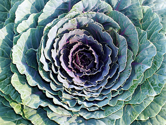 포토 JPG 해외이미지 식물 공원 꽃잎 꽃 잎 꽃무늬 채소 풍경 사람없음 빨간색 초록색 정원 배열 원예 생물학 양배추 조경 해외202004 해외포토 공공시설 교육 컬러 무늬 취미 파일형식 이미지허브