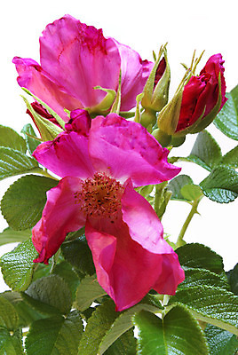 포토 JPG 해외이미지 식물 계절 꽃잎 꽃 분홍색 꽃다발 백그라운드 잎 꽃무늬 자연 사람없음 장식 빨간색 초록색 장미 정원 봄 들꽃 벚꽃 흰색 나뭇가지 신선 허브 관목 원예 해외202004 해외포토 나무 컬러 무늬 취미 생태계 파일형식 이미지허브