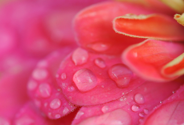 포토 JPG 해외이미지 계절 꽃잎 꽃 분홍색 백그라운드 꽃무늬 자연 추상 사람없음 묘사 해외202004 해외포토 식물 컬러 무늬 생태계 파일형식 이미지허브